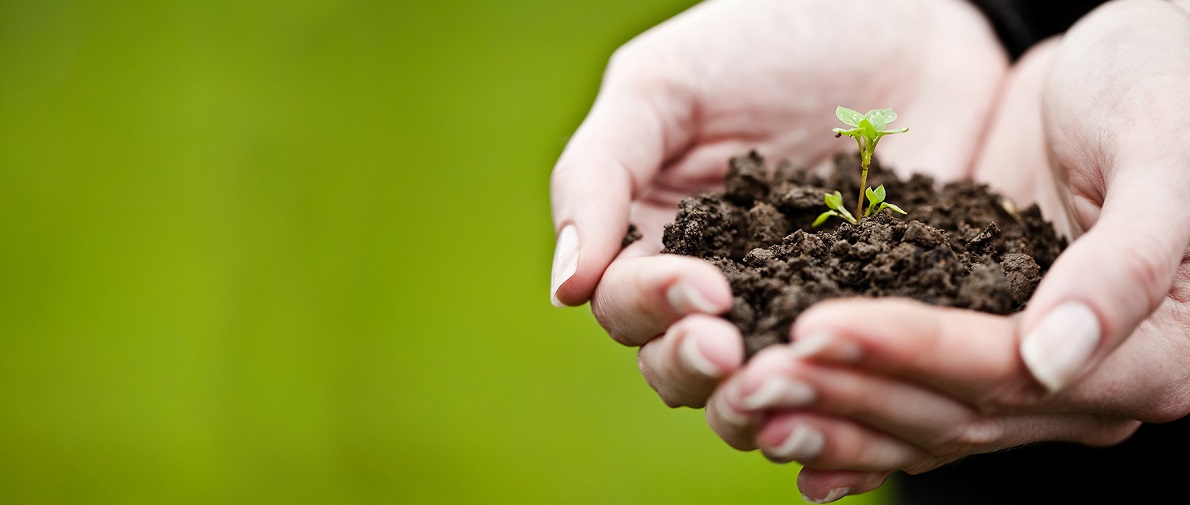 soil in hand